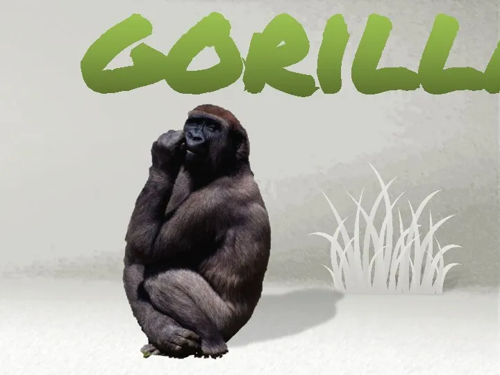 gorilla