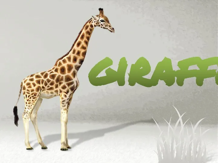 giraffe