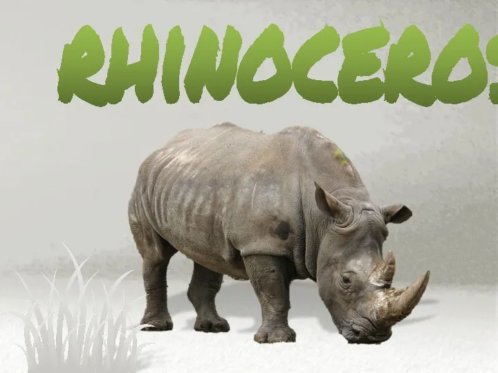 rhinoceros