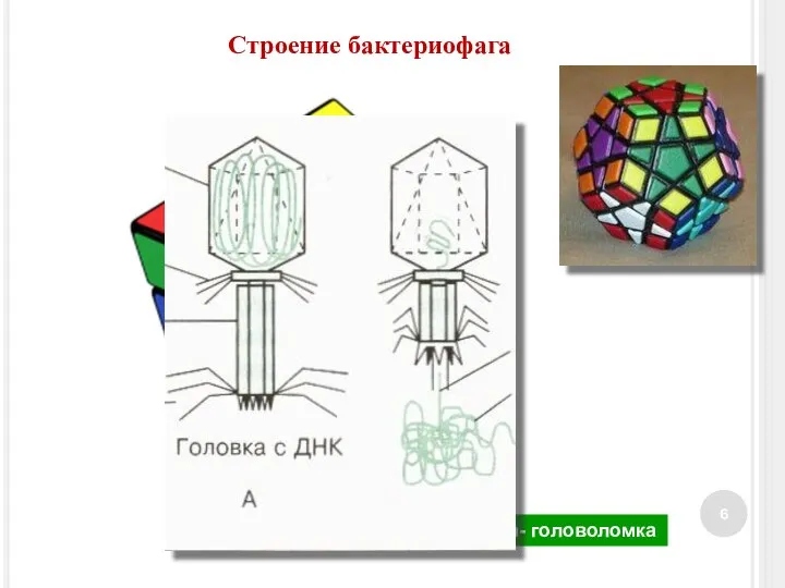 Кубик Рубика- головоломка Строение бактериофага