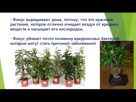 - Фикус выращивают дома, потому, что это красивое растение, которое отлично очищает