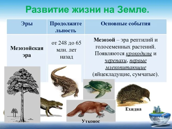 Развитие жизни на Земле. от 248 до 65 млн. лет назад Мезозой