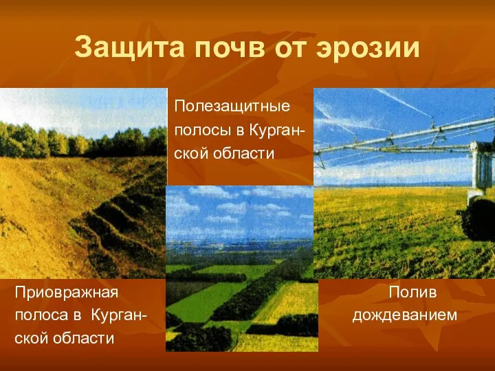 Защита почв от эрозии Полезащитные полосы в Курган- ской области Приовражная Полив