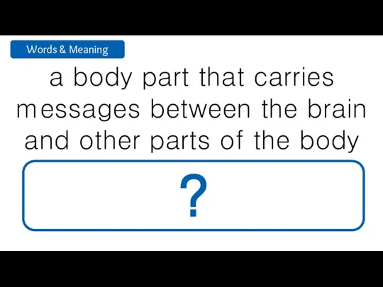 a body part that carries messages between the brain and other parts