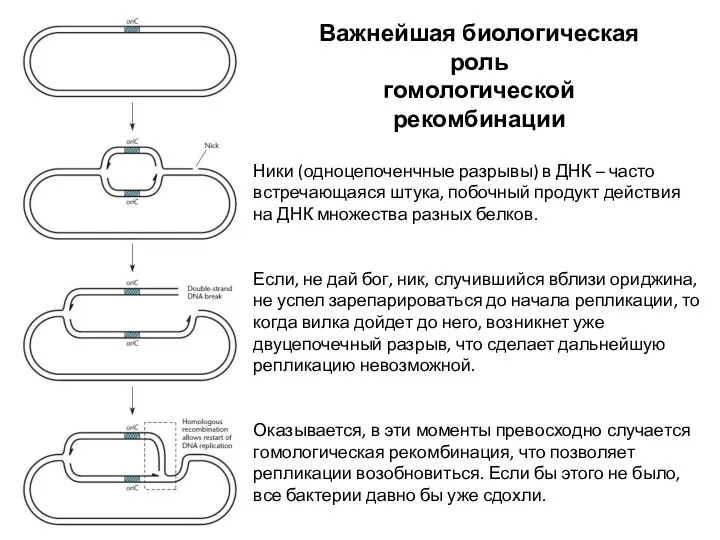 Ники (одноцепоченчные разрывы) в ДНК – часто встречающаяся штука, побочный продукт действия