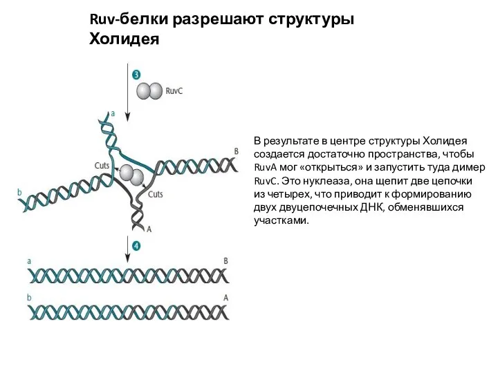 Ruv-белки разрешают структуры Холидея В результате в центре структуры Холидея создается достаточно