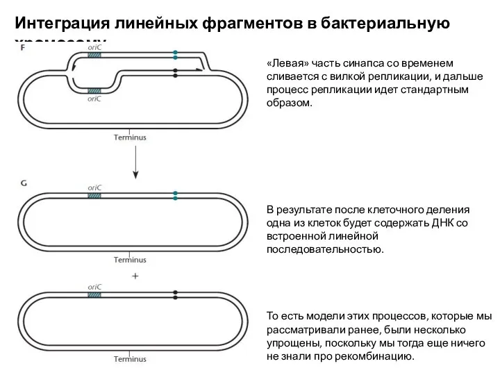 Интеграция линейных фрагментов в бактериальную хромосому «Левая» часть синапса со временем сливается