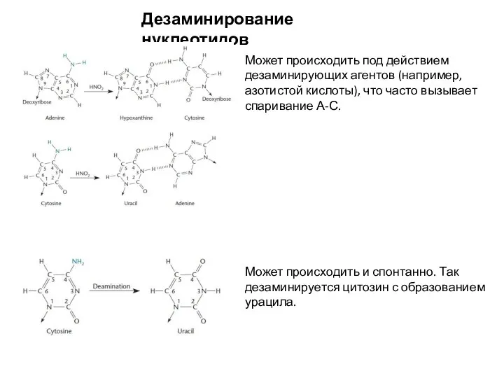 Дезаминирование нуклеотидов Может происходить под действием дезаминирующих агентов (например, азотистой кислоты), что