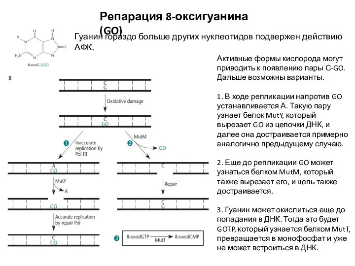 Репарация 8-оксигуанина (GO) Гуанин гораздо больше других нуклеотидов подвержен действию АФК. Активные