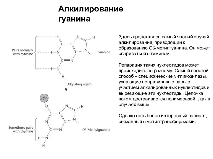 Алкилирование гуанина Здесь представлен самый частый случай алкилирования, приводящий к образованию О6-метилгуанина.