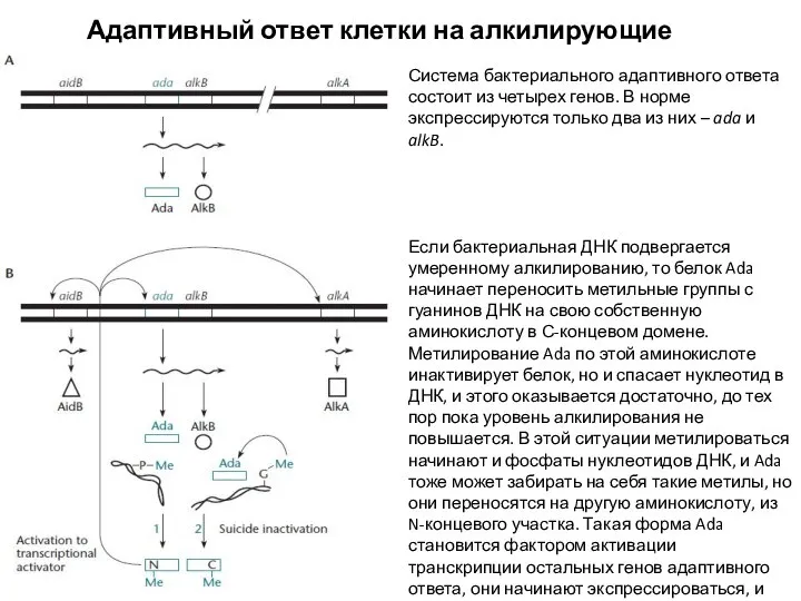 Адаптивный ответ клетки на алкилирующие агенты Система бактериального адаптивного ответа состоит из