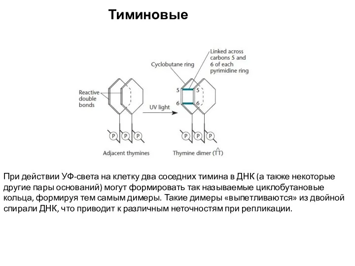 Тиминовые димеры При действии УФ-света на клетку два соседних тимина в ДНК