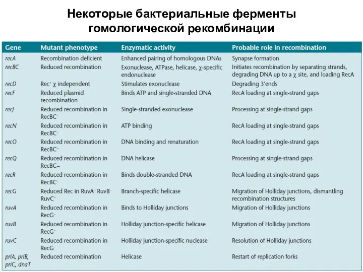 Некоторые бактериальные ферменты гомологической рекомбинации