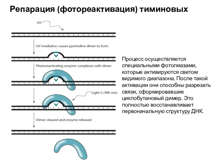 Репарация (фотореактивация) тиминовых димеров Процесс осуществляется специальными фотолиазами, которые активируются светом видимого