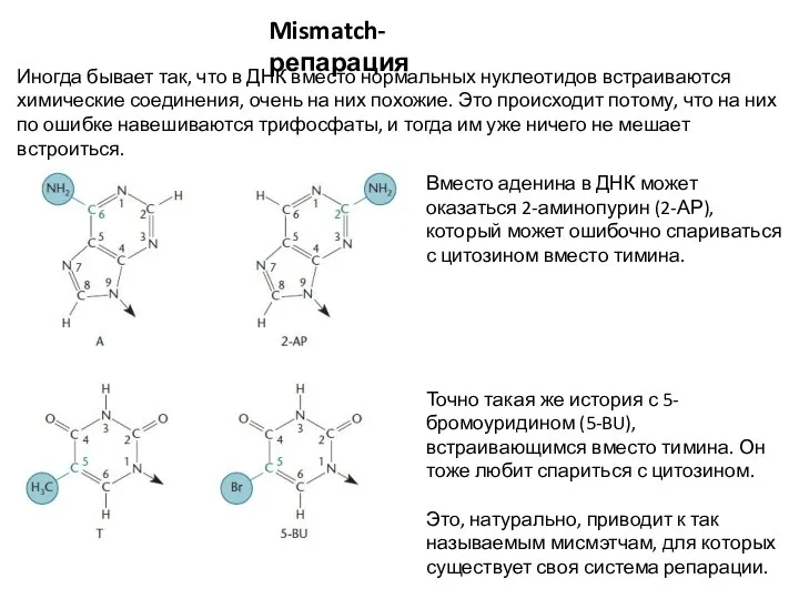 Mismatch-репарация Иногда бывает так, что в ДНК вместо нормальных нуклеотидов встраиваются химические