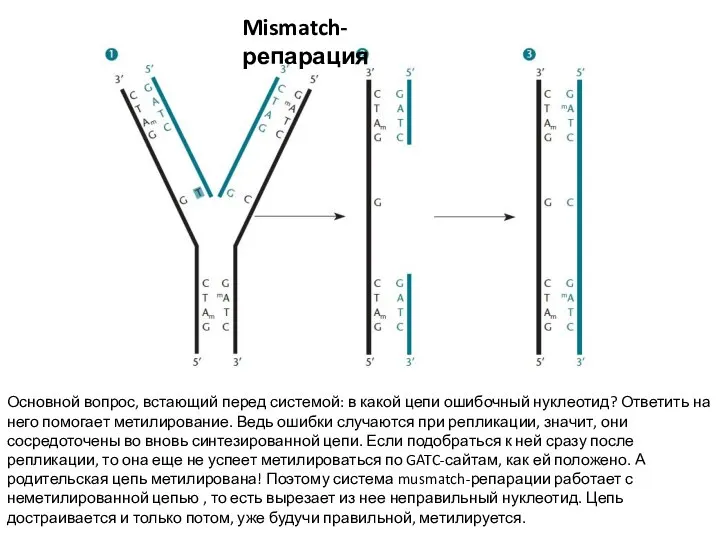Mismatch-репарация Основной вопрос, встающий перед системой: в какой цепи ошибочный нуклеотид? Ответить