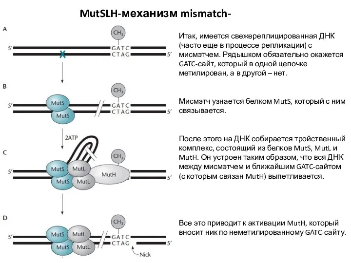 MutSLH-механизм mismatch-репарации Итак, имеется свежереплицированная ДНК (часто еще в процессе репликации) с