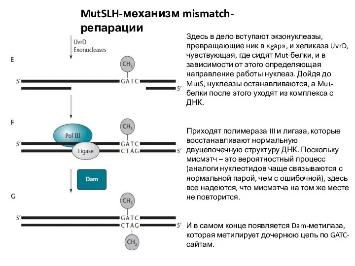 MutSLH-механизм mismatch-репарации Здесь в дело вступают экзонуклеазы, превращающие ник в «gap», и