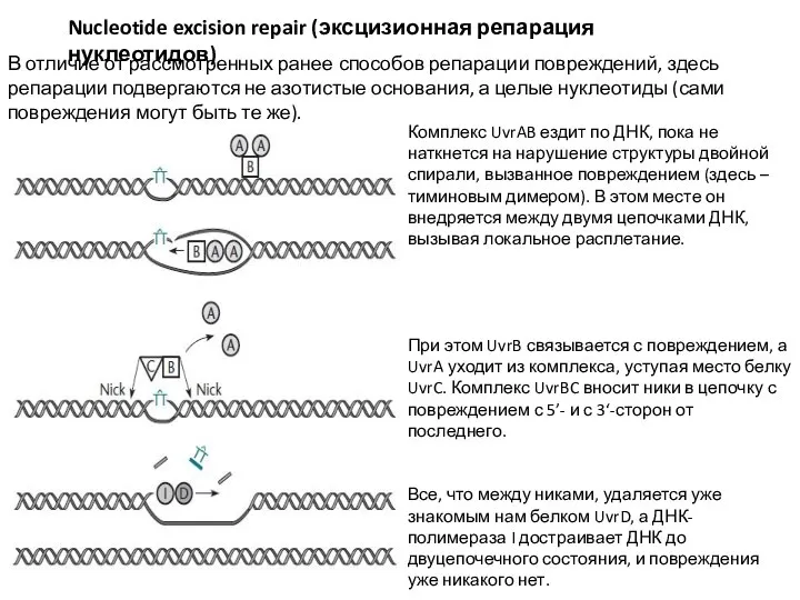 Nucleotide excision repair (эксцизионная репарация нуклеотидов) В отличие от рассмотренных ранее способов