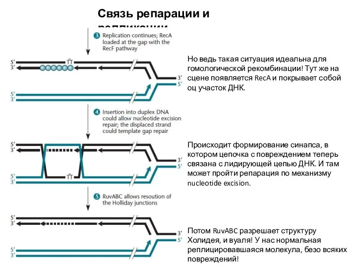 Связь репарации и репликации Но ведь такая ситуация идеальна для гомологической рекомбинации!