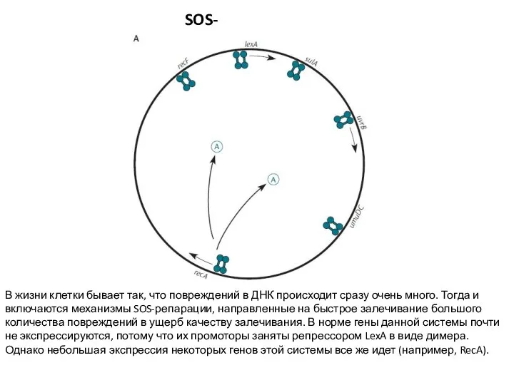 SOS-репарация В жизни клетки бывает так, что повреждений в ДНК происходит сразу