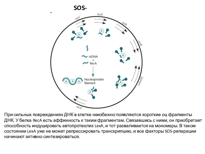 SOS-репарация При сильных повреждениях ДНК в клетке неизбежно появляются короткие оц фрагменты