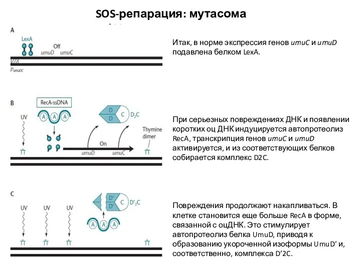 SOS-репарация: мутасома pol V Итак, в норме экспрессия генов umuC и umuD