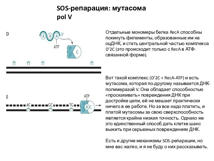 SOS-репарация: мутасома pol V Отдельные мономеры белка RecA способны покинуть филаменты, образованные