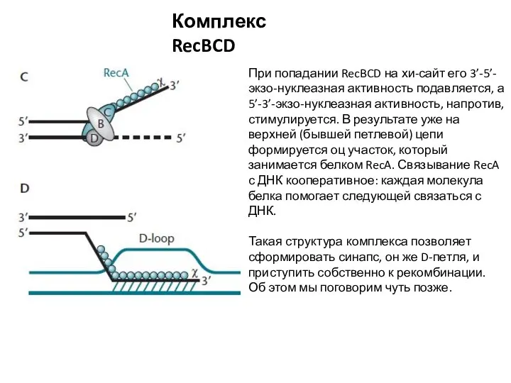 Комплекс RecBCD При попадании RecBCD на хи-сайт его 3’-5’-экзо-нуклеазная активность подавляется, а