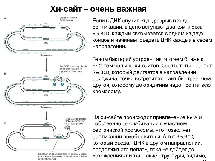 Хи-сайт – очень важная штука Если в ДНК случился дц разрыв в