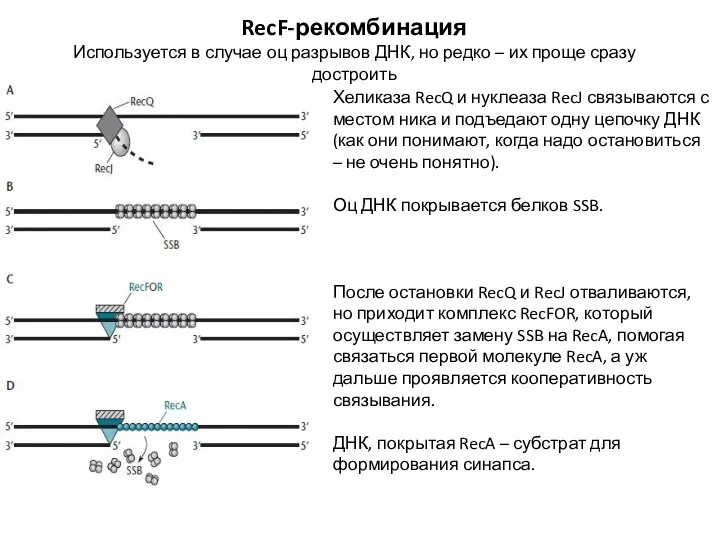 RecF-рекомбинация Используется в случае оц разрывов ДНК, но редко – их проще