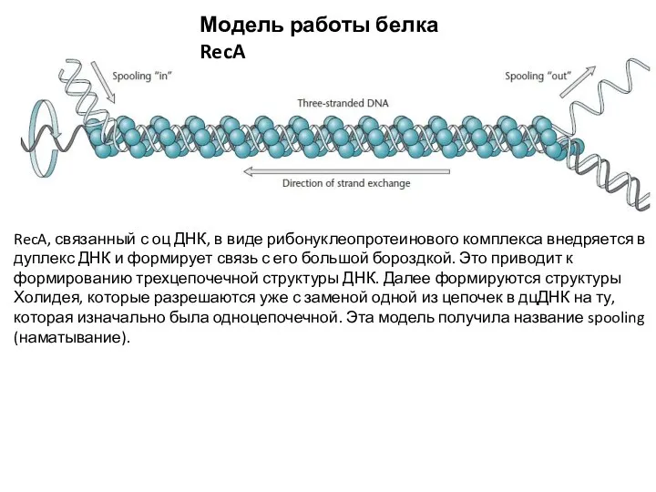 Модель работы белка RecA RecA, связанный с оц ДНК, в виде рибонуклеопротеинового
