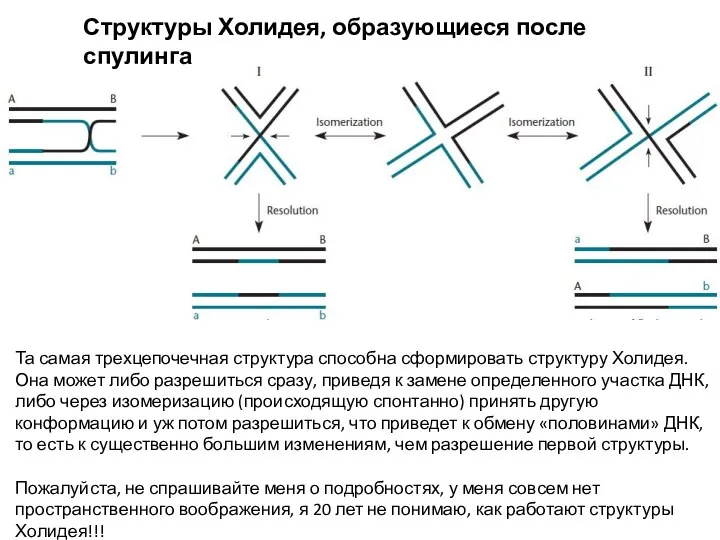 Структуры Холидея, образующиеся после спулинга Та самая трехцепочечная структура способна сформировать структуру