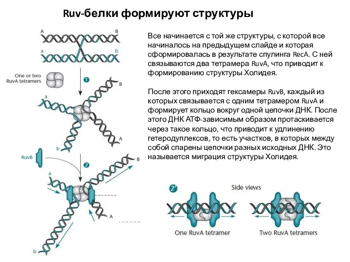 Ruv-белки формируют структуры Холидея Все начинается с той же структуры, с которой
