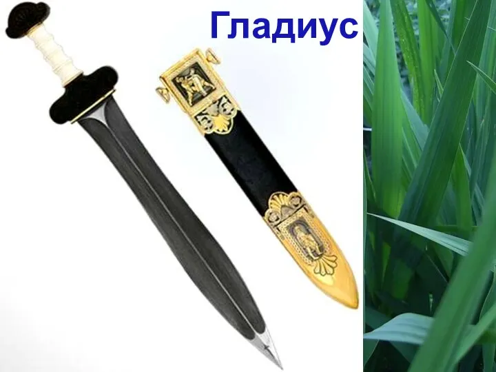 Гладиус