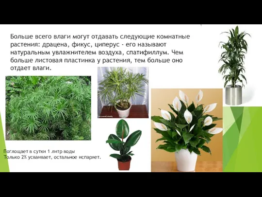 Больше всего влаги могут отдавать следующие комнатные растения: драцена, фикус, циперус -