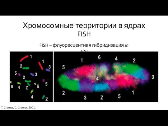 Хромосомные территории в ядрах FISH FISH – флуоресцентная гибридизация in situ T.