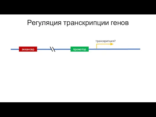 Регуляция транскрипции генов транскрипция?