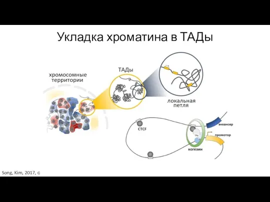 Укладка хроматина в ТАДы Song, Kim, 2017, с изменениями