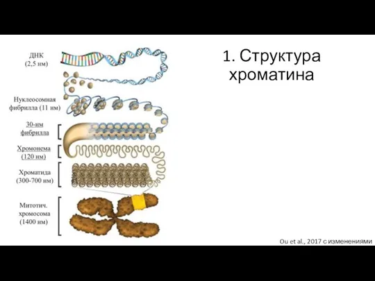 1. Структура хроматина Ou et al., 2017 с изменениями