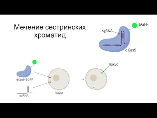 Мечение сестринских хроматид dCas9 EGFP