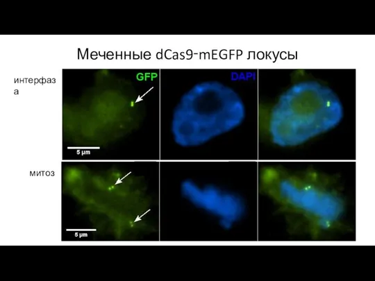 Меченные dCas9‑mEGFP локусы интерфаза митоз