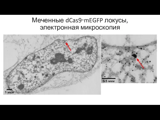 Меченные dCas9‑mEGFP локусы, электронная микроскопия