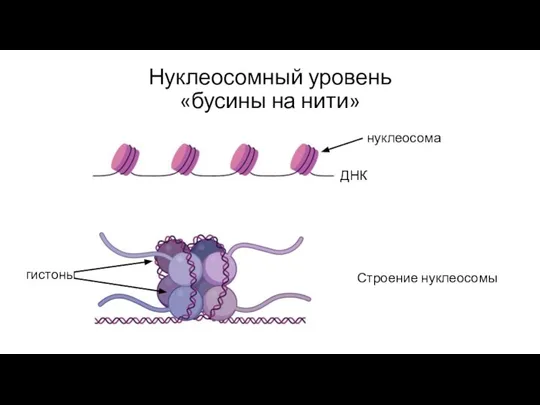 Нуклеосомный уровень «бусины на нити» Строение нуклеосомы гистоны