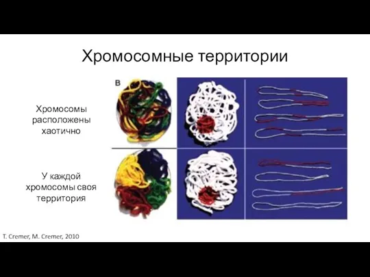 Хромосомные территории Хромосомы расположены хаотично У каждой хромосомы своя территория T. Cremer, M. Cremer, 2010