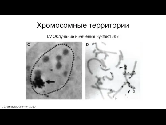Хромосомные территории UV Облучение и меченые нуклеотиды T. Cremer, M. Cremer, 2010