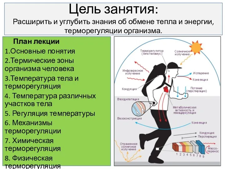 Цель занятия: Расширить и углубить знания об обмене тепла и энергии, терморегуляции