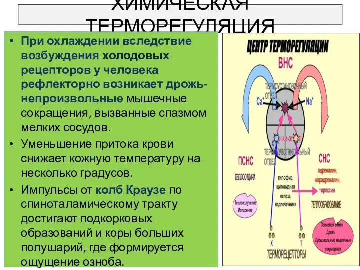 ХИМИЧЕСКАЯ ТЕРМОРЕГУЛЯЦИЯ При охлаждении вследствие возбуждения холодовых рецепторов у человека рефлекторно возникает