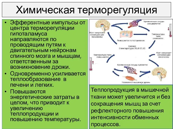 Химическая терморегуляция Эфферентные импульсы от центра терморегуляции гипоталамуса направляются по проводящим путям