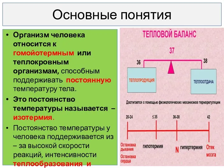 Основные понятия Организм человека относится к гомойотермным или теплокровным организмам, способным поддерживать